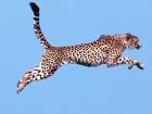 GEPARD