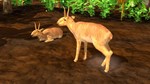 Wildlife Park 3 - Asia DLC * STEAM RU * АВТО *0%