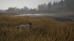 theHunter: Call of the Wild™ - German Shorthaired Point