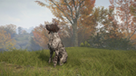 theHunter: Call of the Wild™ - German Shorthaired Point