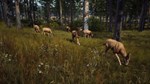 Way of the Hunter КЛЮЧ* STEAM РФ+СНГ