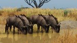 Planet Zoo: Grasslands Animal Pack (Steam Gift Россия)