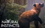 Natural Instincts European Forest (steam key)