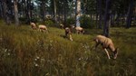 * Way of the Hunter EU Steam КЛЮЧ * ЕВРОПА