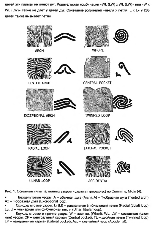 Дерматоглифика виды рисунков значение преобладающих типов
