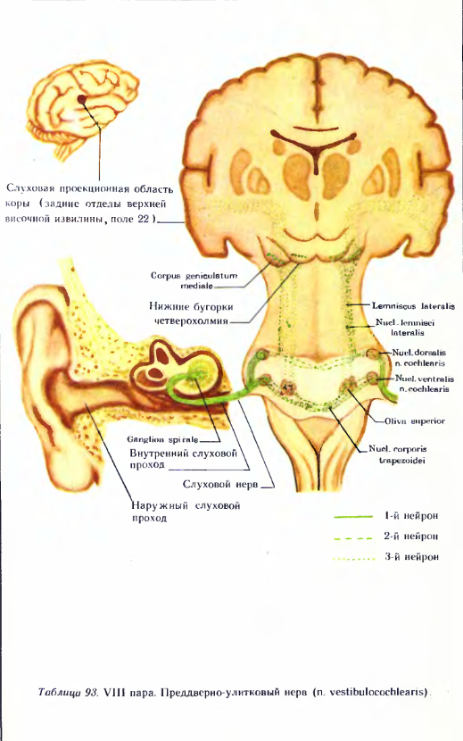 Преддверно улитковый нерв схема анатомия