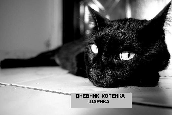 Кондрашова  Татьяна. Дневник котенка Шарика. // для Windows